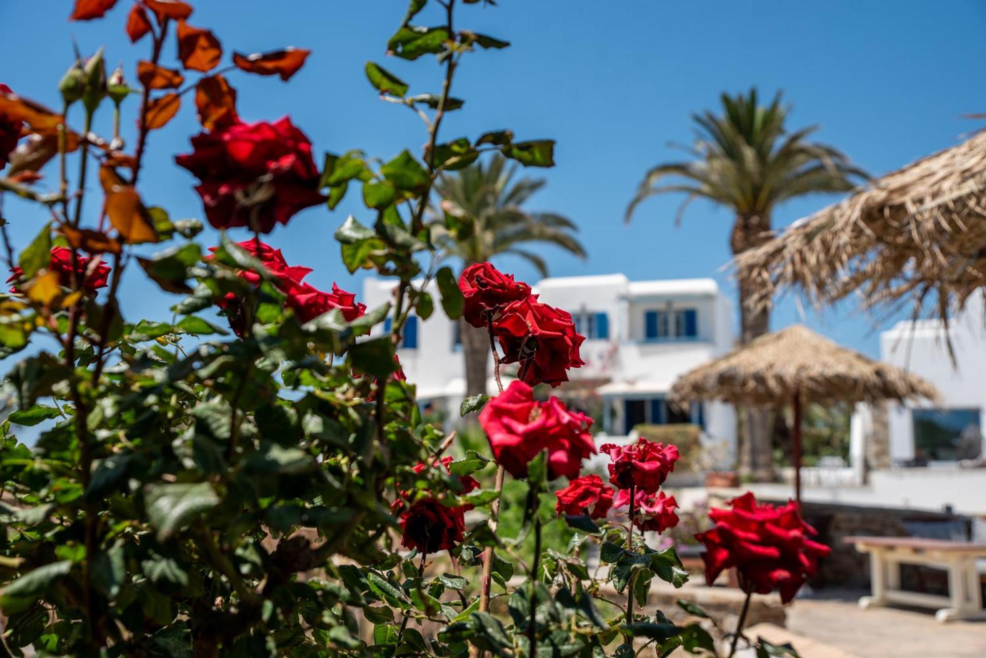 Aparthotel Stella Naxos Island Agia Anna  Exterior foto